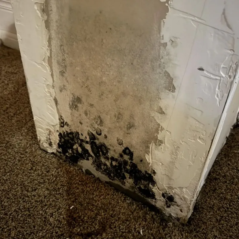 Professional Mold Removal in Tiffin, OH